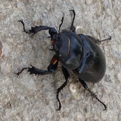 Stag Beetle June 2014
